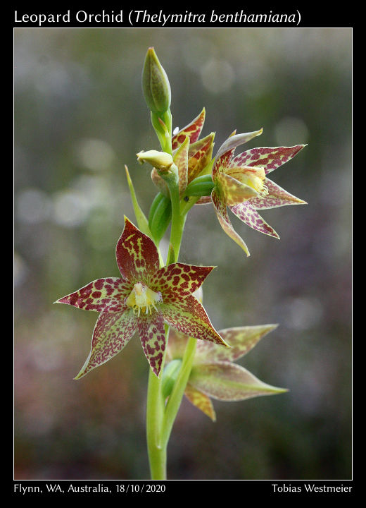 Leopard Orchid (Thelymitra benthamiana)