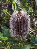 Mountain Banksia (Banksia oreophila)