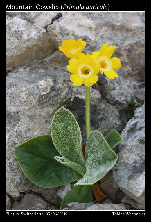 Mountain Cowslip (Primula auricula)