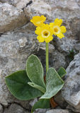 Mountain Cowslip (Primula auricula)