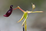 Narrow-lipped Hammer Orchid (Drakaea thynniphila)