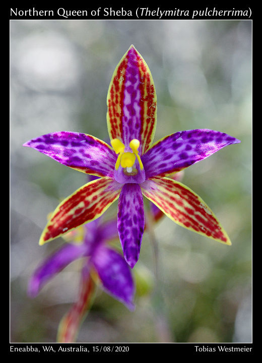 Northern Queen of Sheba (Thelymitra pulcherrima)