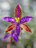 Northern Queen of Sheba (Thelymitra pulcherrima)