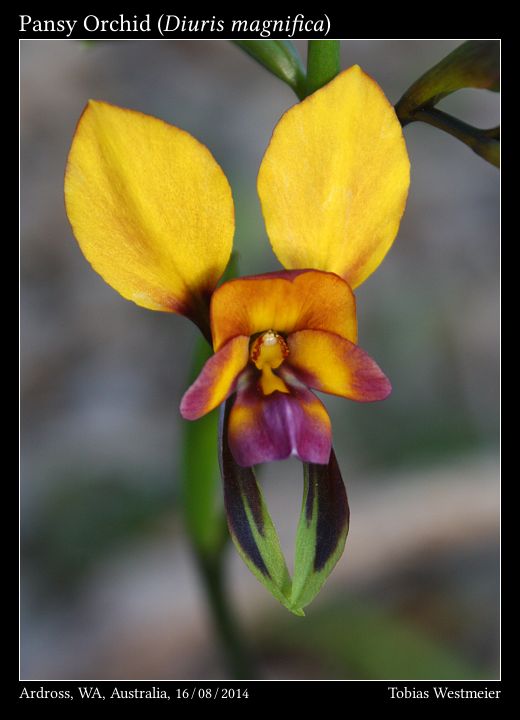 Pansy Orchid (Diuris magnifica)