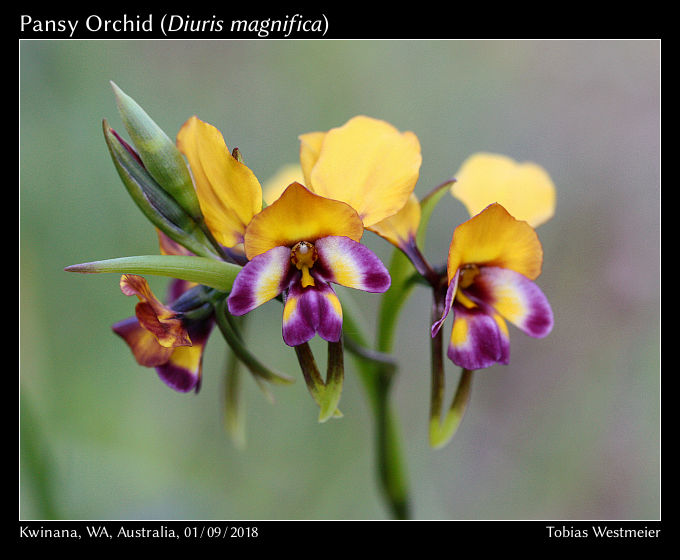 Pansy Orchid (Diuris magnifica)