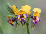 Pansy Orchid (Diuris magnifica)