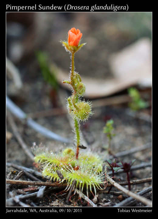 Pimpernel Sundew (Drosera glanduligera)