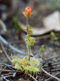 Pimpernel Sundew (Drosera glanduligera)