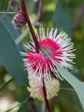 Pincushion Hakea (Hakea laurina)