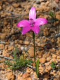 Pink Enamel Orchid (Elythranthera emarginata)