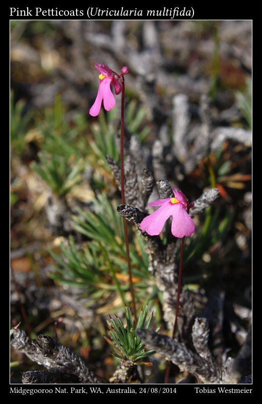 Pink Petticoats (Utricularia multifida)