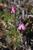 Pink Petticoats (Utricularia multifida)