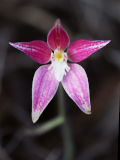 Pink Primrose Orchid (Caladenia rosea)