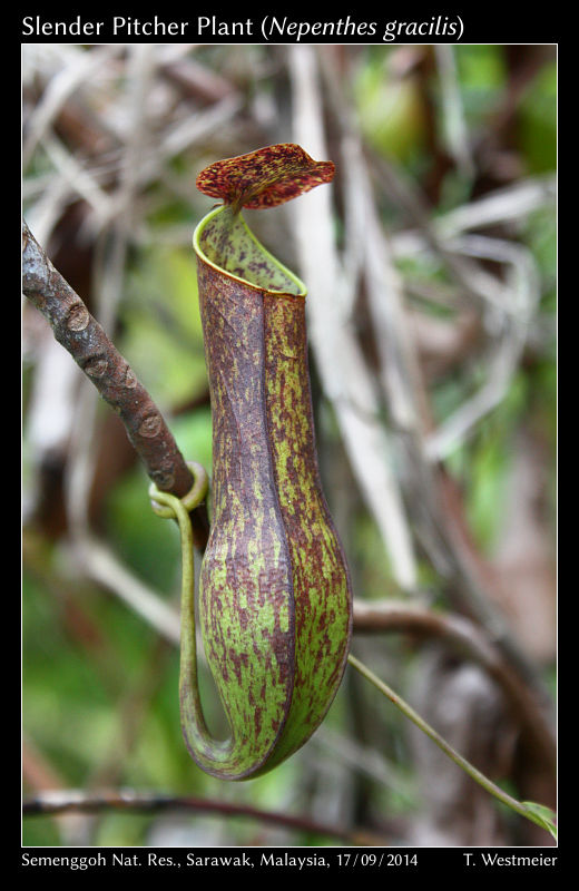 Slender Pitcher Plant (Nepenthes gracilis)