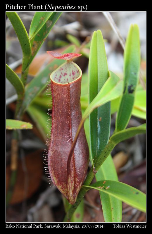 Pitcher Plant (Nepenthes sp.)