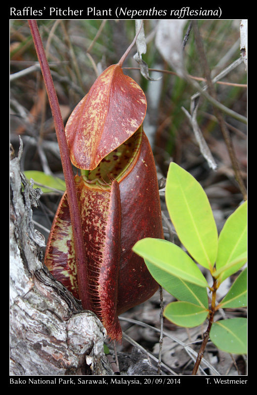 Raffles’ Pitcher Plant (Nepenthes rafflesiana)