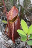 Raffles’ Pitcher Plant (Nepenthes rafflesiana)