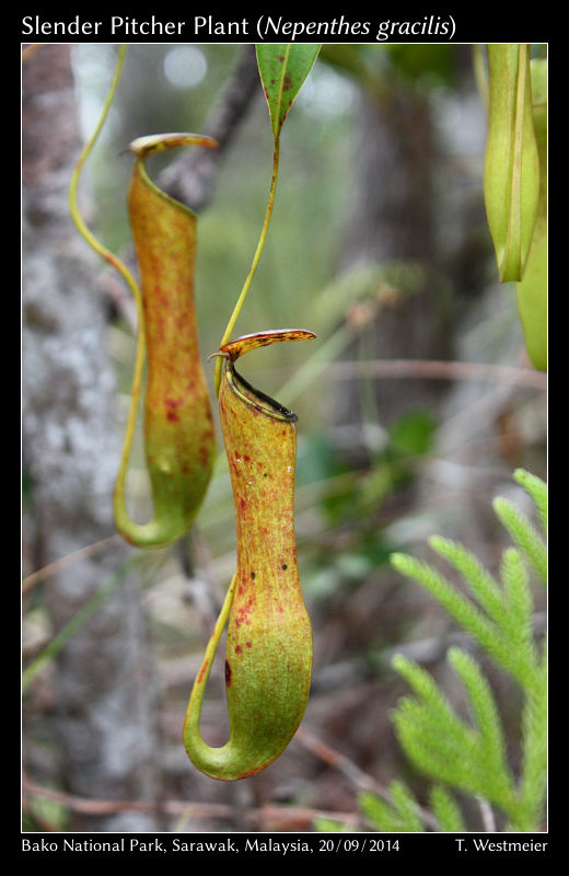 Slender Pitcher Plant (Nepenthes gracilis)