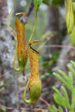 Slender Pitcher Plant (Nepenthes gracilis)