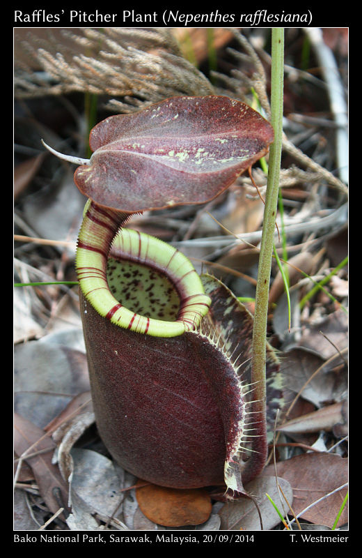 Raffles’ Pitcher Plant (Nepenthes rafflesiana)