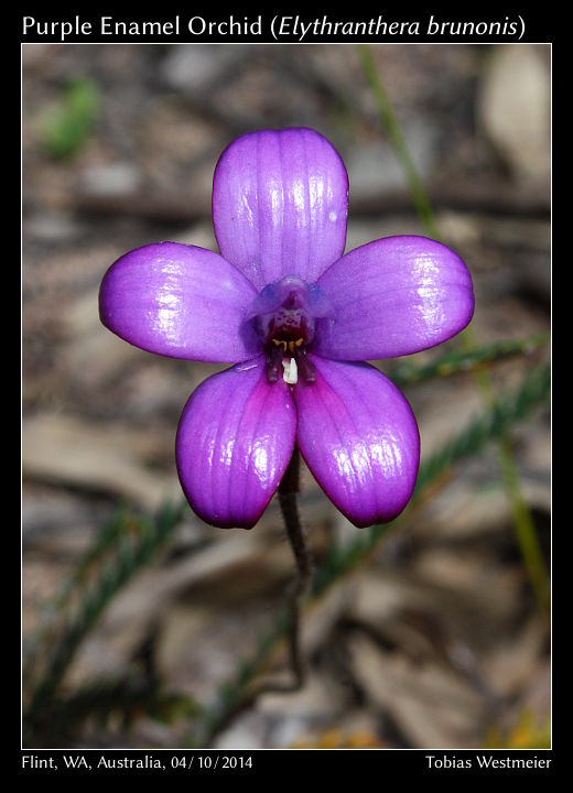 Purple Enamel Orchid (Elythranthera brunonis)