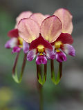 Purple Donkey Orchid (Diuris longifolia)