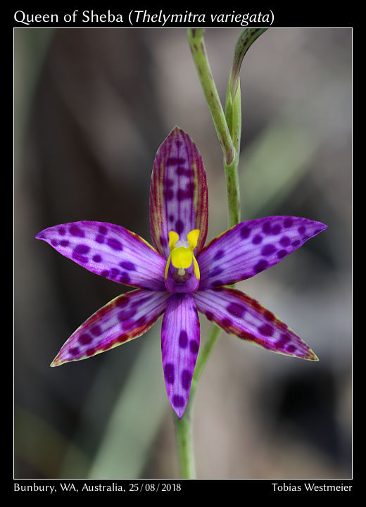 Queen of Sheba (Thelymitra variegata)