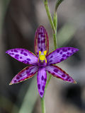 Queen of Sheba (Thelymitra variegata)