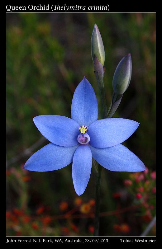 Queen Orchid (Thelymitra crinita)