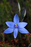 Queen Orchid (Thelymitra crinita)