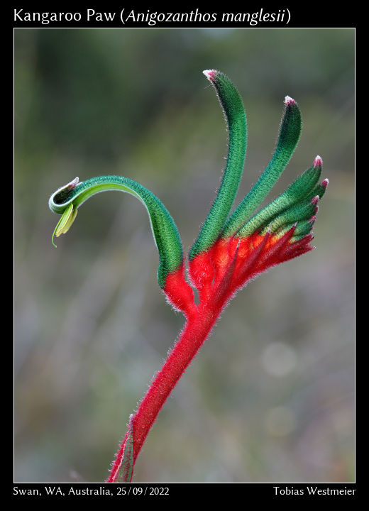 Red-and-green Kangaroo Paw (Anigozanthos manglesii)