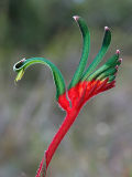 Red-and-green Kangaroo Paw (Anigozanthos manglesii)