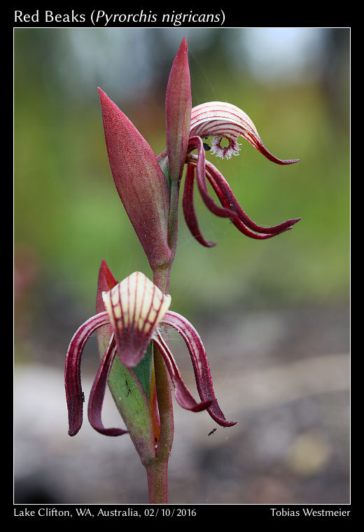 Red Beaks (Pyrorchis nigricans)