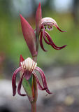 Red Beaks (Pyrorchis nigricans)