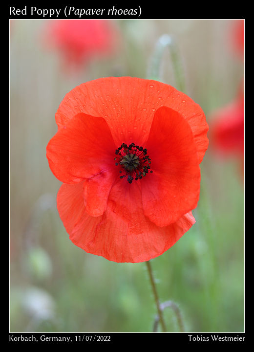 Red Poppy (Papaver rhoeas)