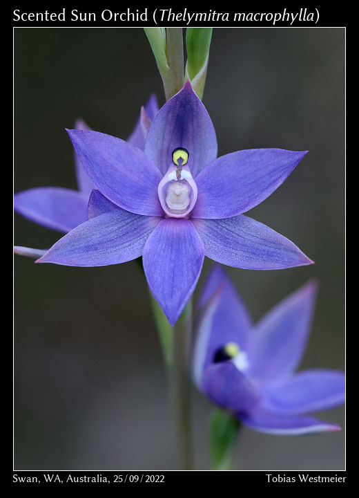 Scented Sun Orchid (Thelymitra macrophylla)