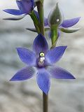 Scented Sun Orchid (Thelymitra macrophylla)