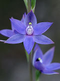 Scented Sun Orchid (Thelymitra macrophylla)