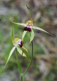 Scott River Spider Orchid (Caladenia thinicola)