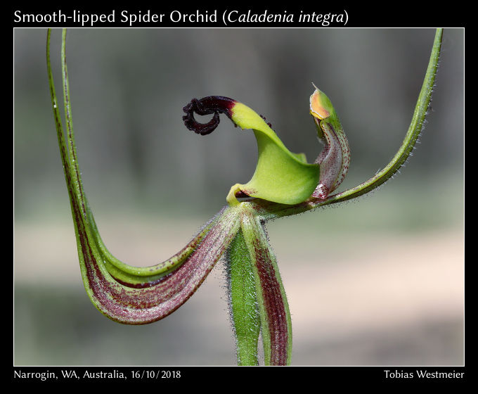 Smooth-lipped Spider Orchid (Caladenia integra)