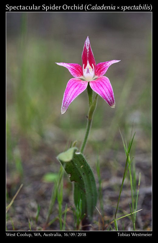 Spectacular Spider Orchid (Caladenia × spectabilis)