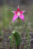 Spectacular Spider Orchid (Caladenia × spectabilis)