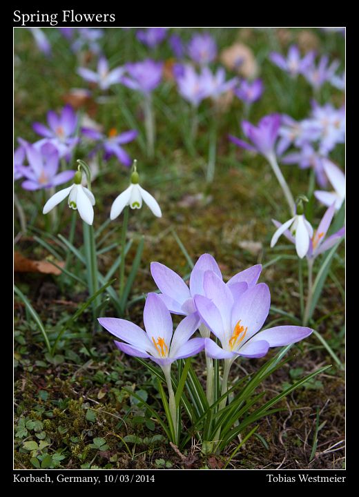 Spring Flowers