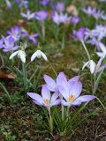 Spring Flowers