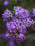 Starflower (Calytrix leschenaultii)