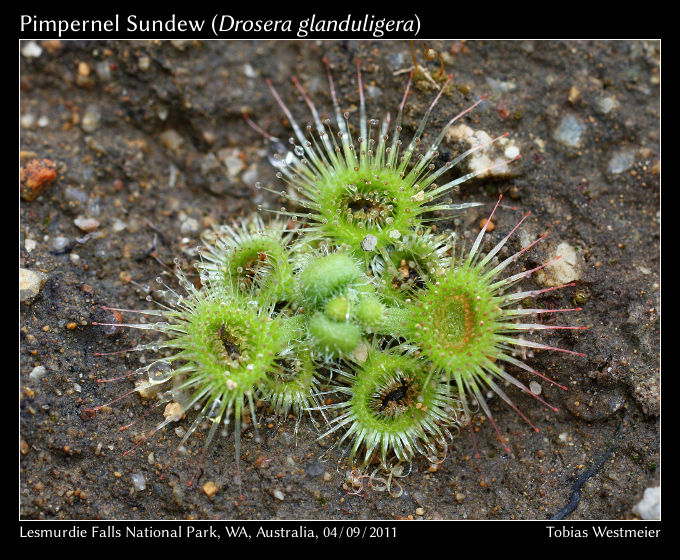 Pimpernel Sundew (Drosera glanduligera)