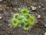 Pimpernel Sundew (Drosera glanduligera)