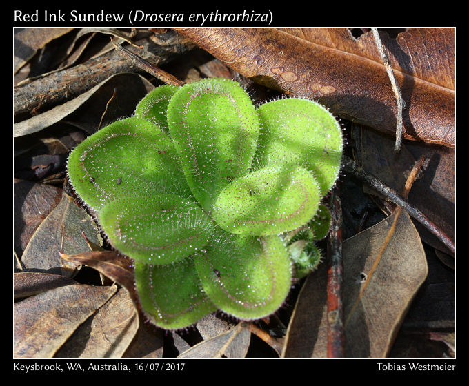 Red Ink Sundew (Drosera erythrorhiza)