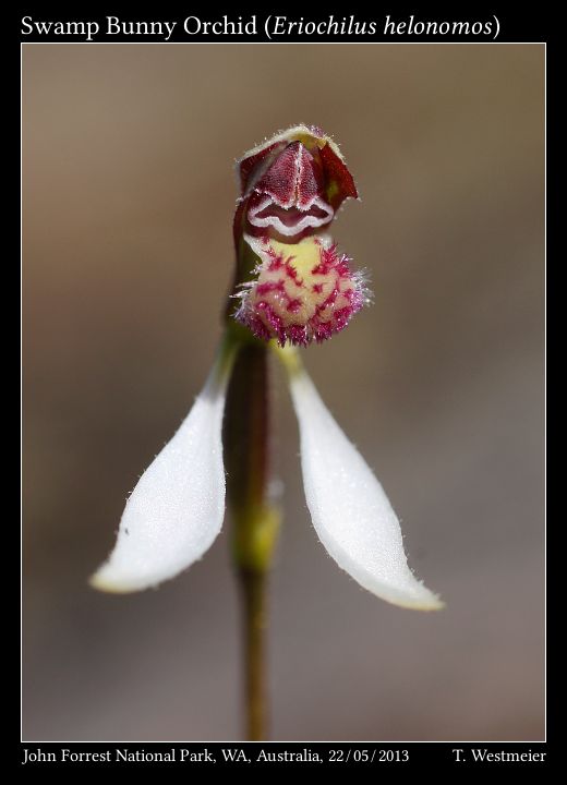 Swamp Bunny Orchid (Eriochilus helonomos)