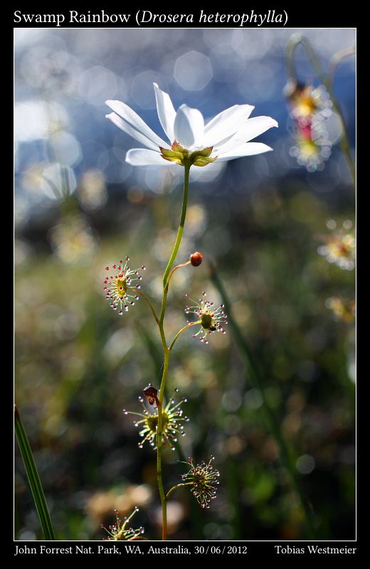 Swamp Rainbow (Drosera heterophylla)